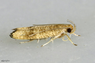 Black-fringed Leaftier Moth Psilocorsis cryptolechiella #0956