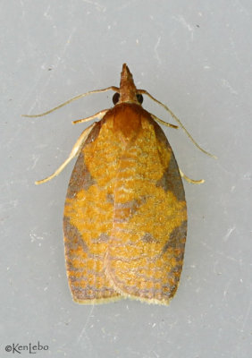 Chokecherry Leafroller Moth Cenopis directana #3722