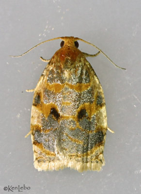 Oak Webworm Moth Archips fervidana #3655
