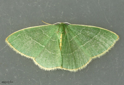 White-barred Emerald Moth Nemoria bifilata #7045