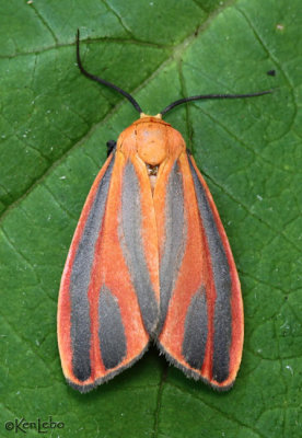 Scarlet-winged Lichen Moth Hypoprepia miniata #8089