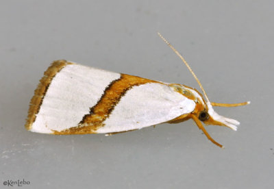 Straight-lined Argyria Moth Argyria critica #5466