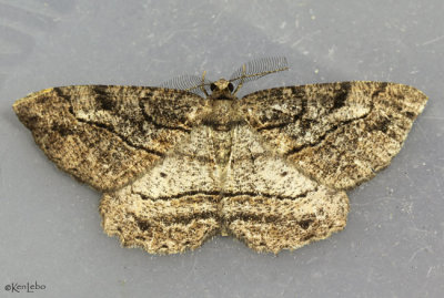Brown-lined Looper Moth Neoalcis californiaria #6435