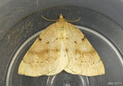 Sulphur Moth Hesperumia sulphuraria #6431