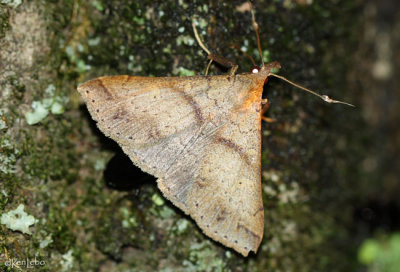 Speckled Renia Moth Renia adspergillus #8386