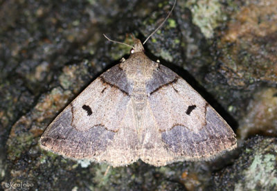 Variable Zanclognatha Moth Zanclognatha laevigata #8345