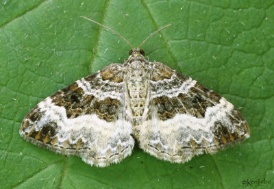 White-banded Toothed Carpet Moth Epirrhoe alternata #7394