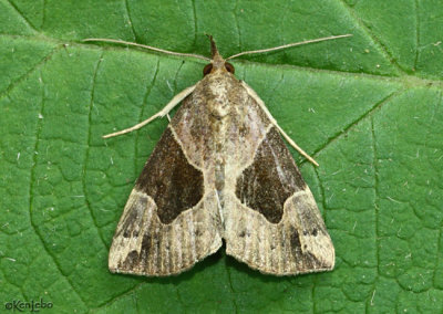 Flowing-line Snout Moth Hypena manalis #8441