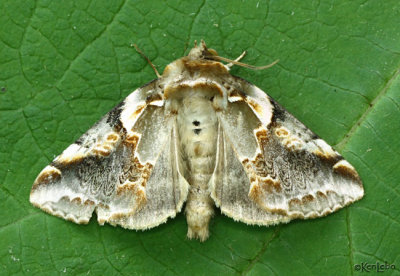 Glorious Habrosyne Moth Habrosyne gloriosa #6236