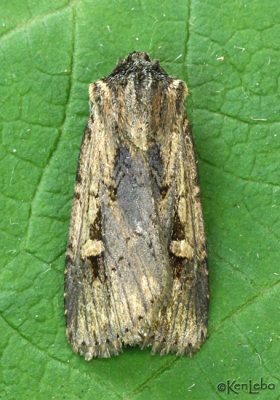 Inclined Dart Dichagyris acclivis #10870