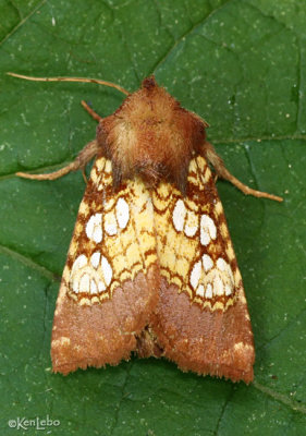 Pitcher-plant Borer Moth Papaipema appassionata #9493