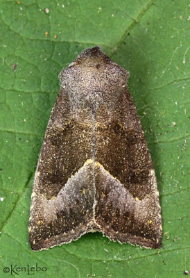 Stalk Borer Moth Papaipema nebris #9496