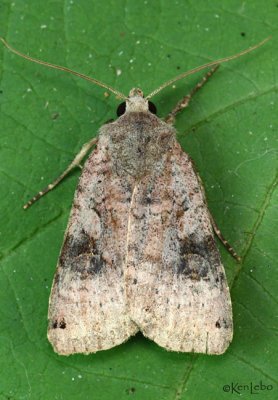 Smith's Dart Moth Xestia smithii #10944