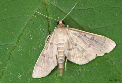 Serpentine Webworm Moth Herpetogramma aeglealis #5280