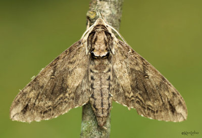 Catalpa Sphinx Moth Ceratomia catalpae #7789