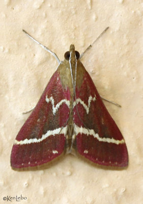 Volupial Pyrausta Moth Pyrausta volupialis #5029
