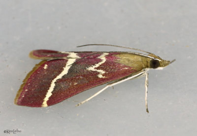 Volupial Pyrausta Moth Pyrausta volupialis #5029