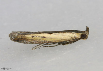 Lesser Cornstalk Borer Moth Elasmopalpus lignosellus #5896