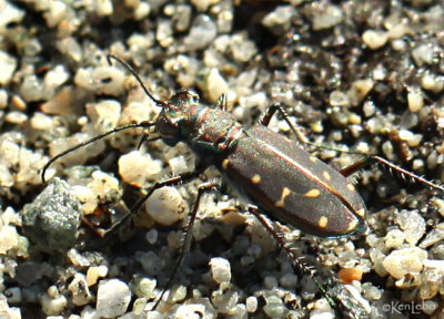 Western Tiger Beetle Cicindela oregona