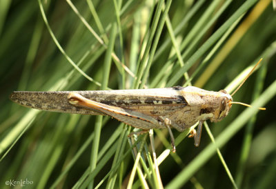 Gray Bird Grasshopper Schistocerca nitens 