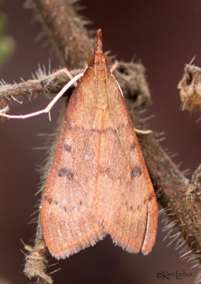 Genista Broom Moth Uresiphita reversalis #4992