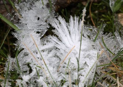 frost