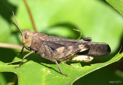 Sulfur-winged Grasshopper Arphia sulphurea