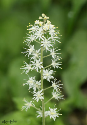Foamflower Tiarella cordifolia