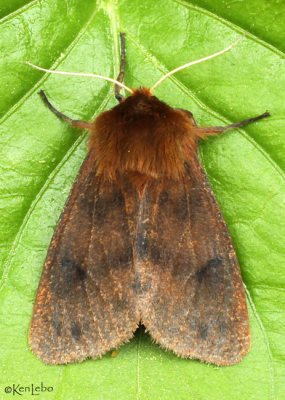 Large Ruby Tiger Moth Phragmatobia assimilans #8158