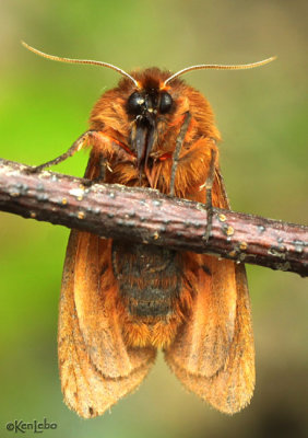 Large Ruby Tiger Moth Phragmatobia assimilans #8158