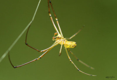 Orchard Spider - Leucauge venusta - male