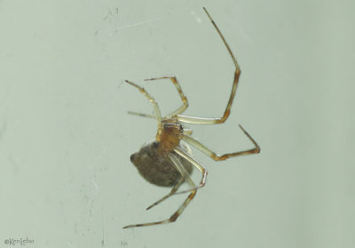 Common House Spider spiderling - Parasteatoda tepidariorum