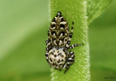 Peppered Jumper Pelegrina galathea - female