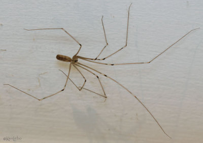Longbodied Cellar Spider Pholcus phalangioides