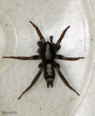 Eastern Parson Spider Herpyllus ecclesiasticus