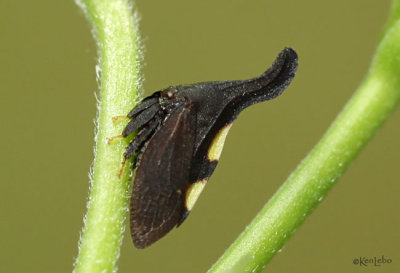 Two-marked Treehopper Enchenopa binotata