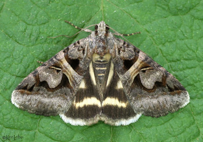 Figure-seven Moth Drasteria grandirena #8641