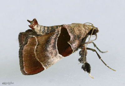 Dimorphic Tosale Moth Tosale oviplagalis #5556