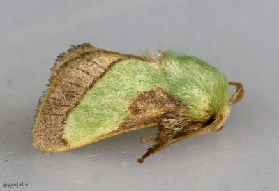 Smaller Parasa Moth Parasa chloris #4698