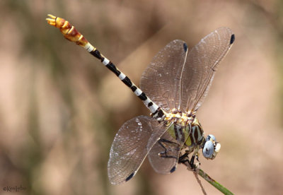 White-belted Ringtail Erpetogomphus compositus