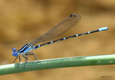Blue-ringed Dancer Argia sedula
