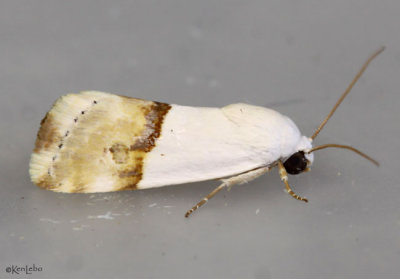 Arizona Bird-dropping Moth Ponometia elegantula #9109