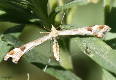 Artichoke Plume Moth Platyptilia carduidactylus #6109