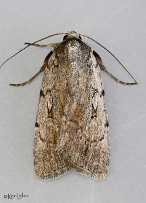 Setagrotis pallidicollis #10975