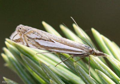 Whitmer's Grass-veneer Moth Crambus whitmerellus #5345