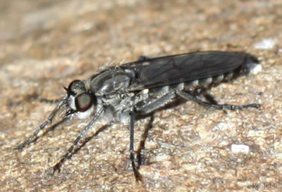 Robber Fly Lasiopogon monticola