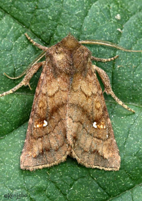 Signate Quaker Moth Tricholita signata #10627