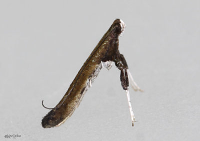 Sumac Leafblotch Miner Moth Caloptilia rhoifoliella #0630