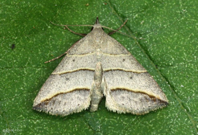 Yellow-lined Owlet Moth Colobochyla interpuncta #8411