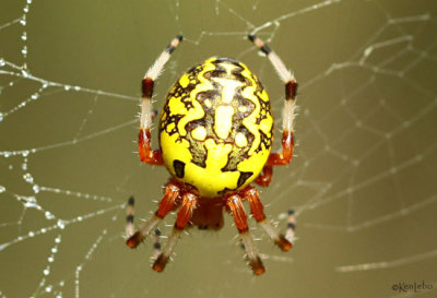 Marbled Orbweaver Araneus marmoreus